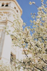 cherry blossom in the spring