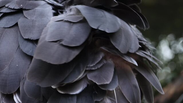 The southern screamer (Chauna torquata) adjust his plumage, close up