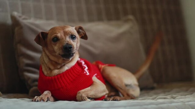 Beautiful purebred Miniature Pinscher in a red knitted Christmas sweater sits on a brown quilted sofa and looks cutely at the camera, licking his muzzle with his tongue and then jumping to the floor, 