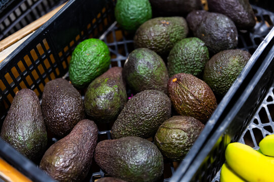 Closeup of pile of fresh ripe avocados of Hass cultivar on showcase of greengrocery