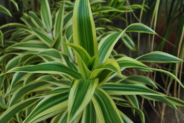 close up of a plant