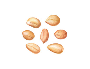 Watercolor peanuts isolated.