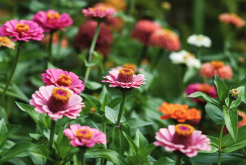 Obraz na płótnie Canvas Zinnias blooming in summer garden