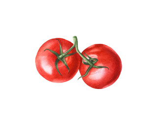 Watercolor fresh ripe red tomatoes, tomato branch.