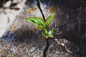 Small tree growing in old tombstone crack, plant grown on the rock, hope, resurrection, eternal soul and new life concept