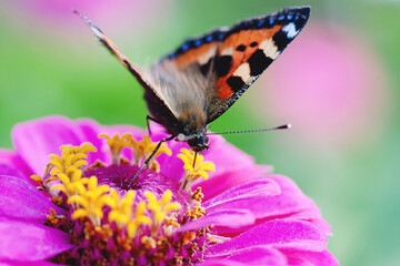 Small Tortoiseshell, Aglais urticae butterfly foraging on zinnia flower in the garden