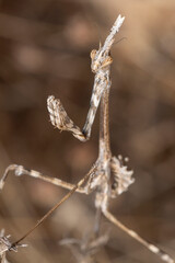 Empusa pennata, macro view of a camouflaged mantis on a natural background.