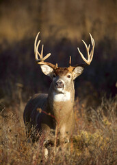 Whitetail Deer - highly detailed portrait of a large buck in prairie meadow habitat; chiaroscuro effect using only natural ambient sunlight and shadow