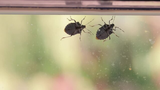 Stink bugs closeup on the window