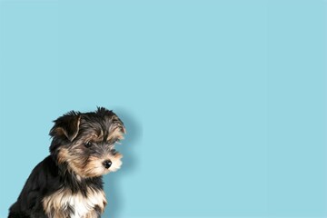 Cute dog sitting and posing on colored background.