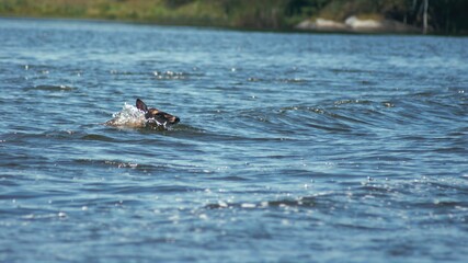 Obraz premium Deer swimming to shore