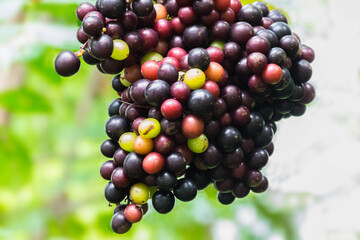 The wild grape, Vitaceae, plant fruit, forest local fruit in Thailand.