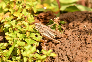 SALTAMONTES