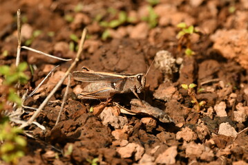 SALTAMONTES