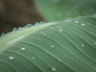 Drops of water on the leaf of a banana tree