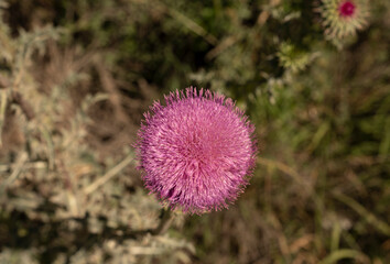 Thistle flower. Closeup view of a Cirsium vulgare purple flower, blooming in the field.