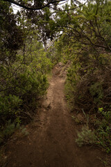 Fototapeta na wymiar The empty hiking path in the mountain forest. 