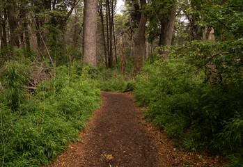 The empty hiking path in the mountain forest.