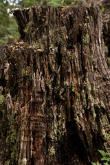 Obraz premium Natural texture. Decay. Closeup view of an old tree trunk. 