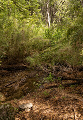 The stream flowing along the forest.