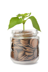 Jar with coins and green plant on white background. Investment concept