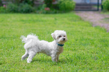 Naklejka na ściany i meble Cute little Maltese dog walking on green grass