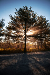 Beaming Sunset in the Forest