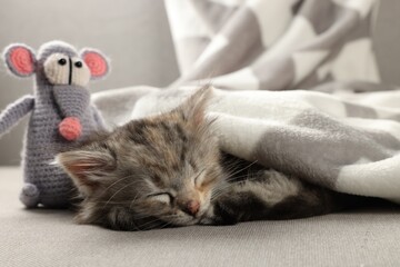 Cute kitten sleeping with toy on sofa under blanket