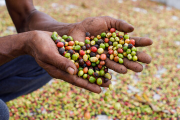 Fresh coffee beans in the hands of a farmer.