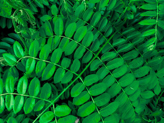 Fototapeta premium Dark green leaves background. Garden green leaf texture. Nature abstract background. Tropical forest.