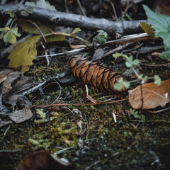 Closeup of forest floor