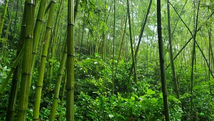 Zelfklevend Fotobehang green bamboo forest © Judson