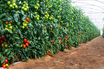 Beautiful view from inside the greenhouse on a tomato plantation