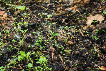 Fototapeta premium green moss and sprouts on the ground