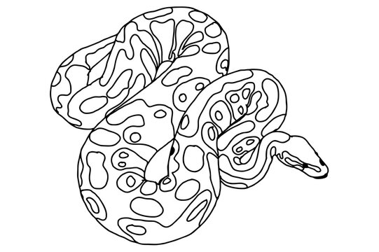 Snake - Python Line Art Vector