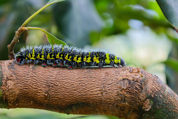 Oruga 