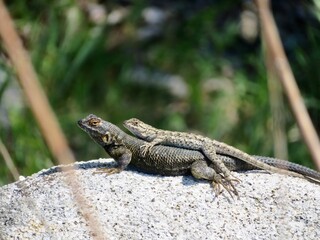 Fototapeta premium Male and Female Lizard Couple