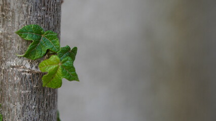 Tallo tronco de una planta con nuevos brotes de color verde