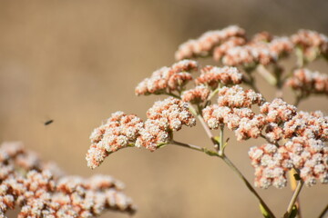 branch of a willow