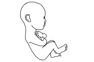 Baby Fetus Vector
