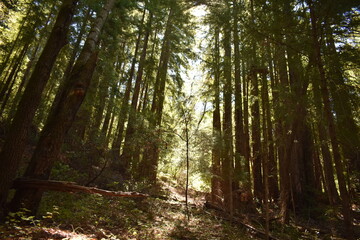 morning in the forest