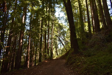 path in the forest