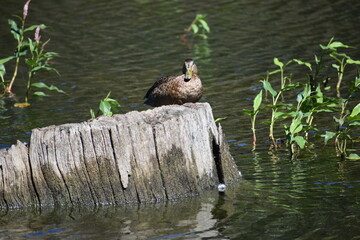 resting duck
