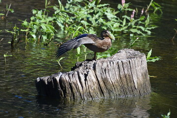 Naklejka premium great blue heron
