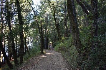 Obraz premium path in the woods