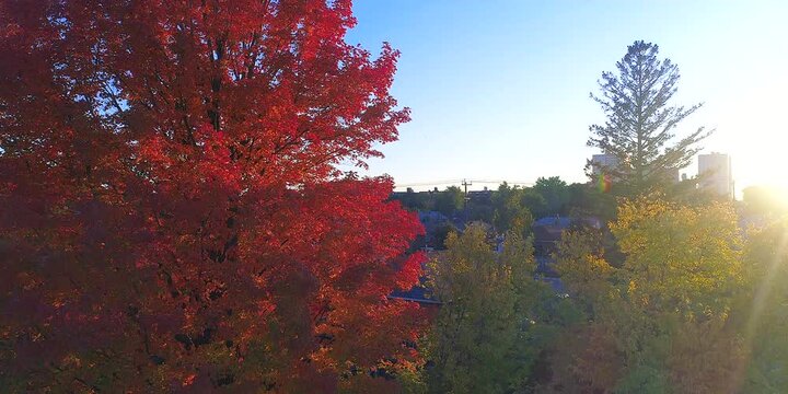 red tree with autumn colours, drone point of view