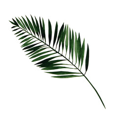 Watercolor hand drawn palm leaf isolated