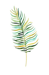 Obraz premium Watercolor hand drawn palm leaf isolated