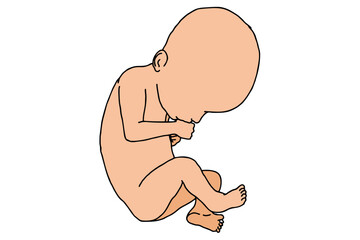 Baby Fetus Vector
