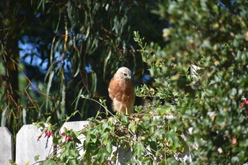 red tailed hawk